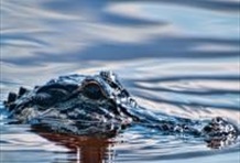 Sawgrass Recreation Park Private Airboat Tour